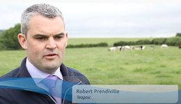 Buying healthy calves